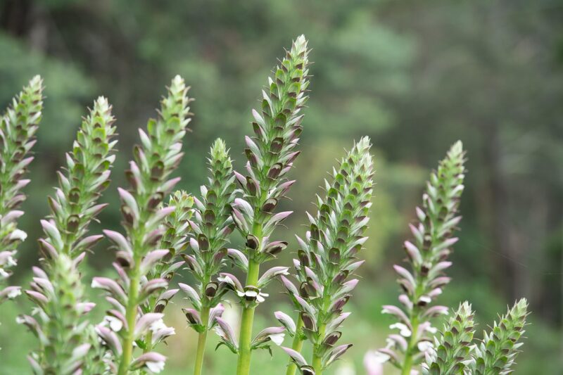 acanthus mollis, oyster plant, evergreen, perennial, flower background, flower, purple, white, tall, flower wallpaper, erect, spikes, flora, beautiful flowers, garden, green, flowering, blooming, nature, acanthus mollis, acanthus mollis, acanthus mollis, acanthus mollis, acanthus mollis