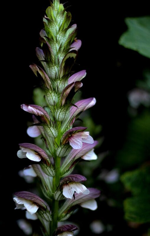 acanthus mollis, purple, white