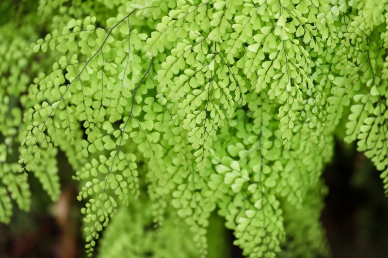 maidenhair fern, leaves, fern fronds