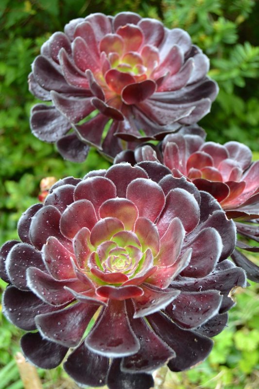 saucer plant, flower wallpaper, aeonium arboreum