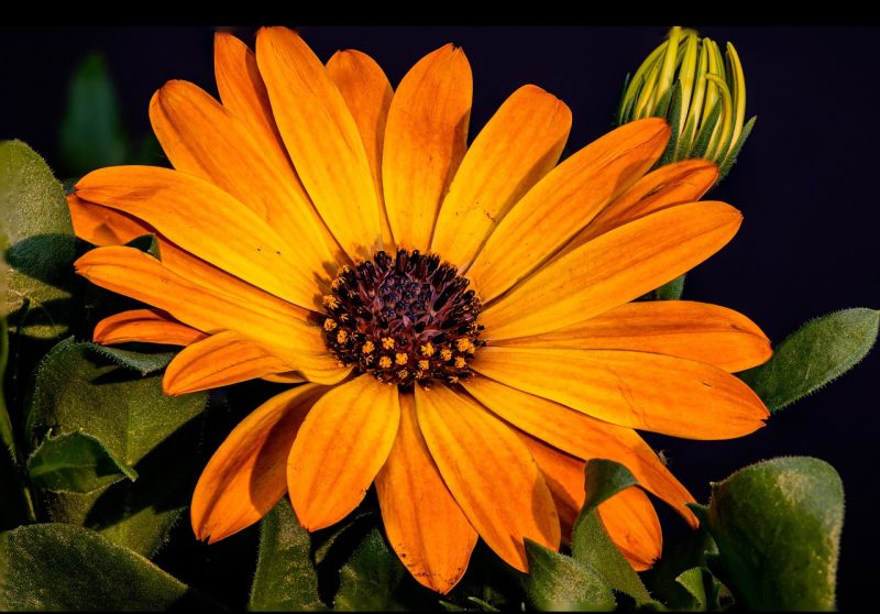 flower, flower wallpaper, african daisy