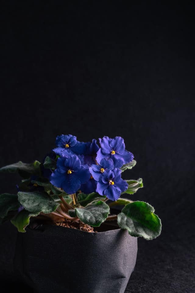 african violet