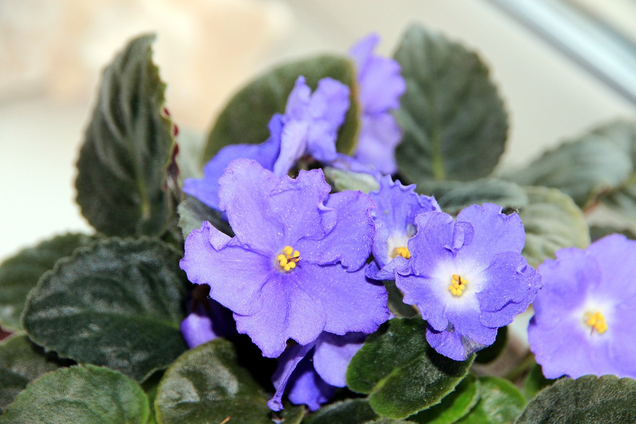 African violet (Saintpaulia)