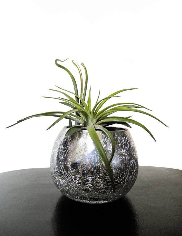 air plants, nature, tillandsia