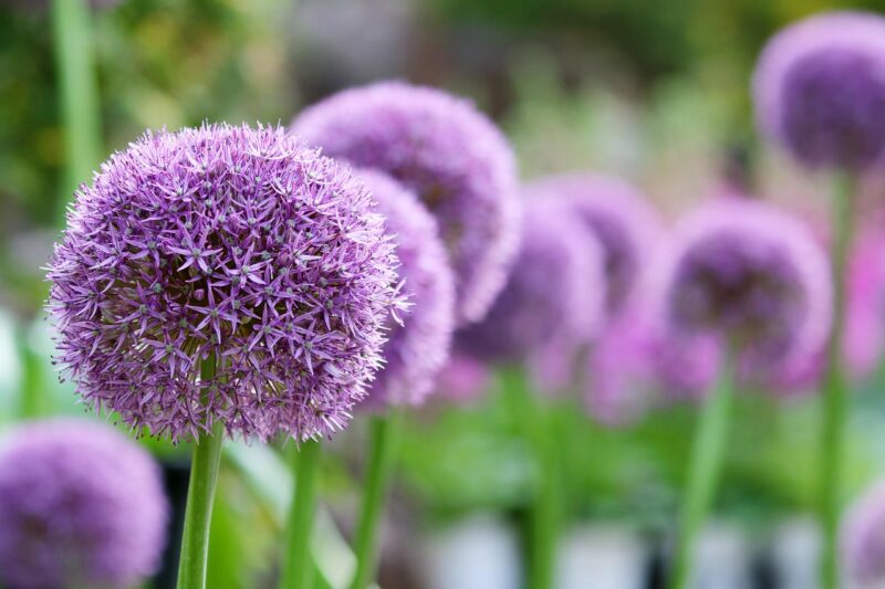 giant allium, flower, plant, flower wallpaper, flower background, allium giganteum, giant onion, ornamental onion, purple flower, wildflower, beautiful flowers, bloom, garden, nature, closeup