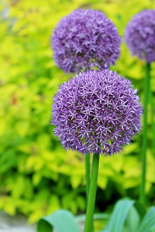 alliums, beautiful flowers, flowers, allium giganteum, purple flowers, plant, flower wallpaper, flower background, arboretum, garden, nature