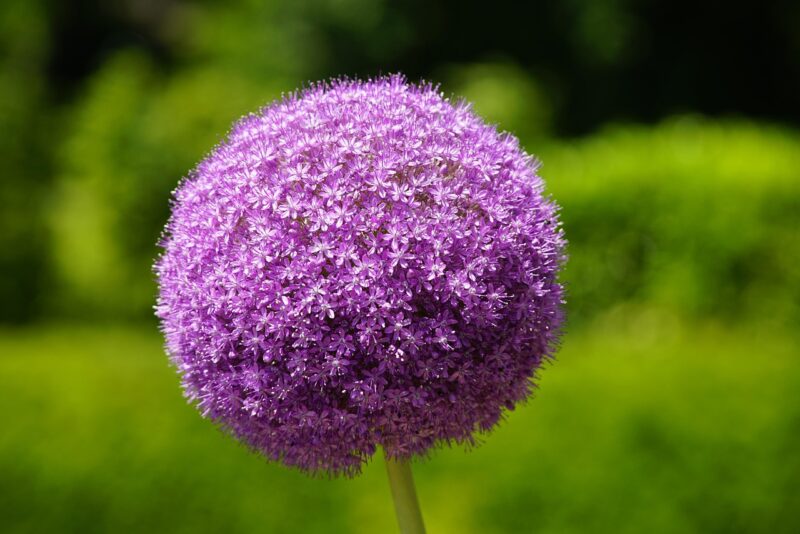 allium, flowers, plant, allium giganteum, allium flowers, leek, violet flowers, garden, flower wallpaper, beautiful flowers, nature, flower background, purple