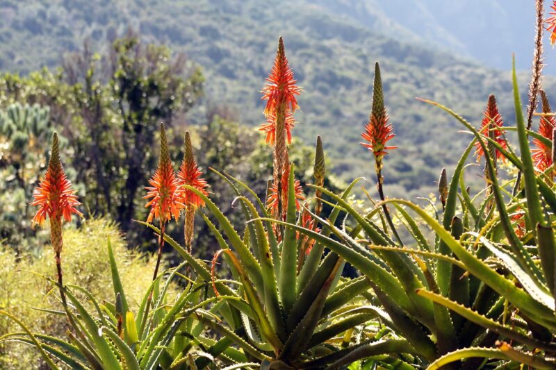 Aloe Flower flower, flora, nature