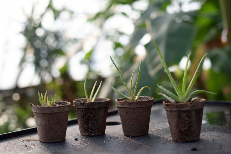 Plants In Pots