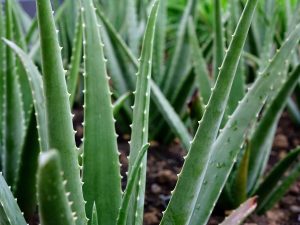 Potting Mix for Aloe Vera