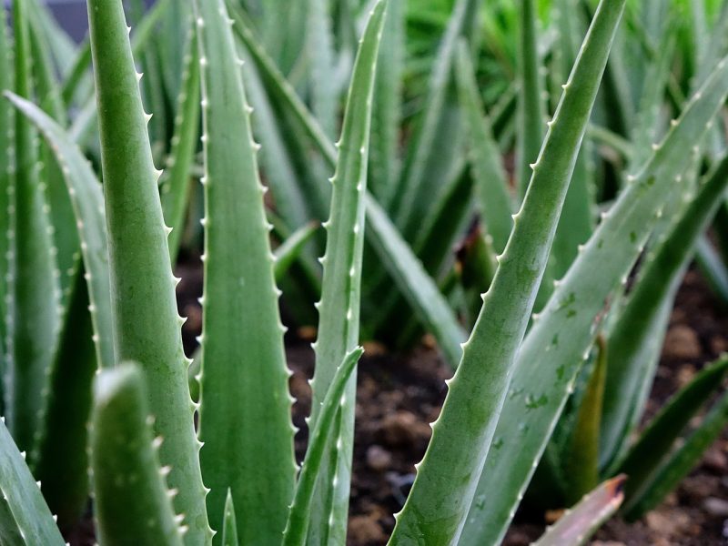 aloe vera, plant, succulent