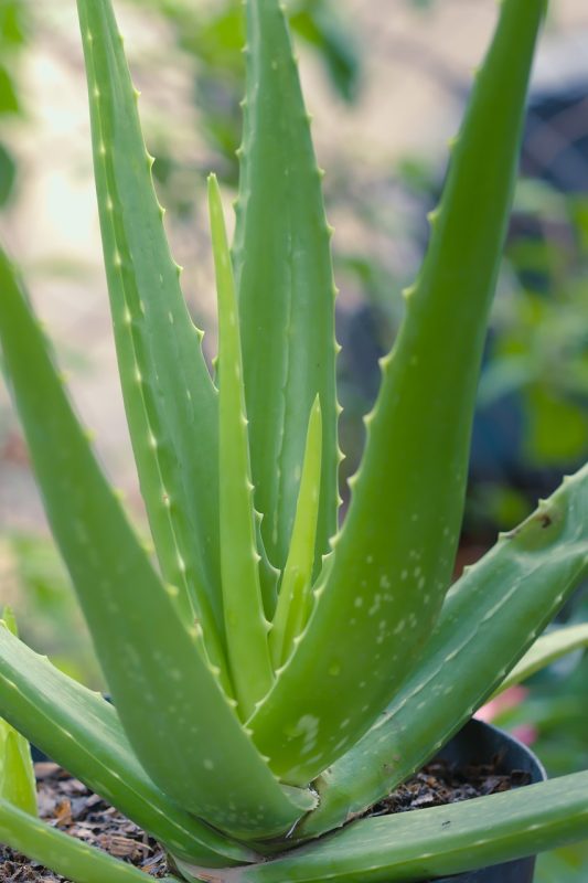 aloe vera, succulent, healthy