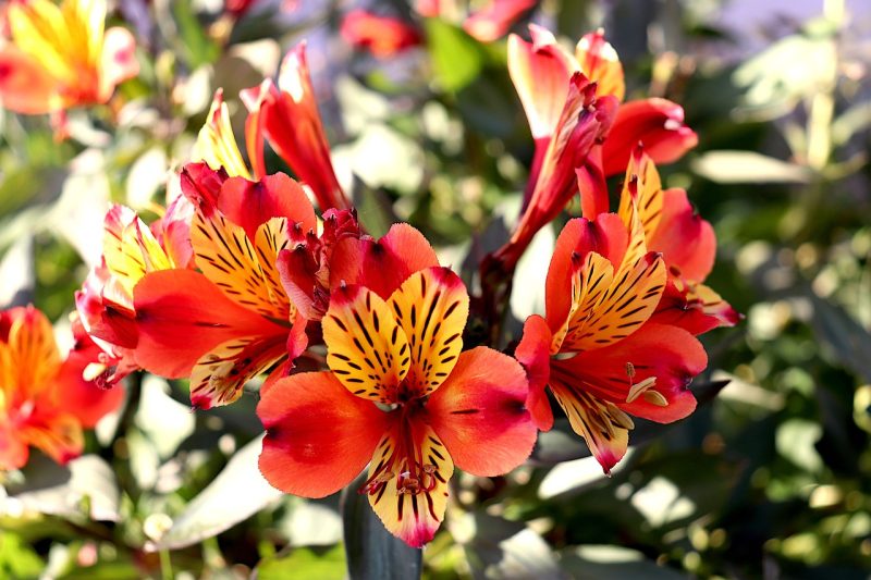 alstroemeria, flowers, nature