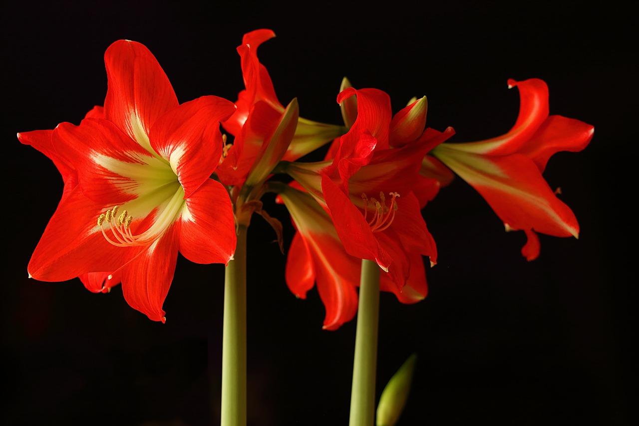 Will Amaryllis Rebloom