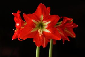 Can Amaryllis Bloom Twice A Year?