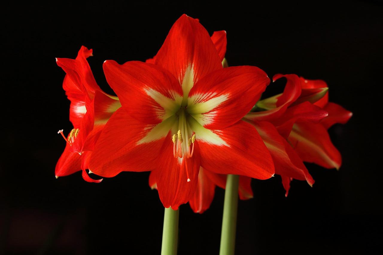 When Do Amaryllis Bloom?