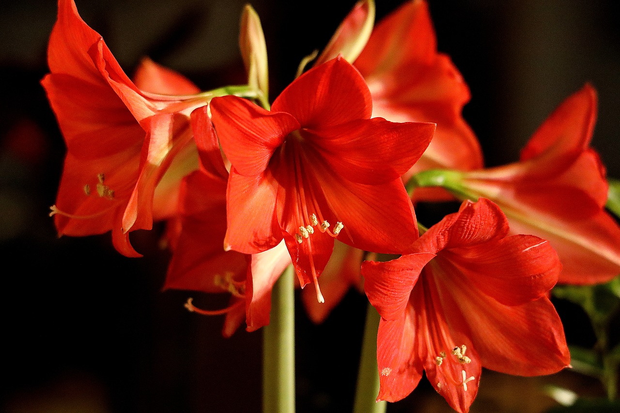 How to Rebloom Amaryllis