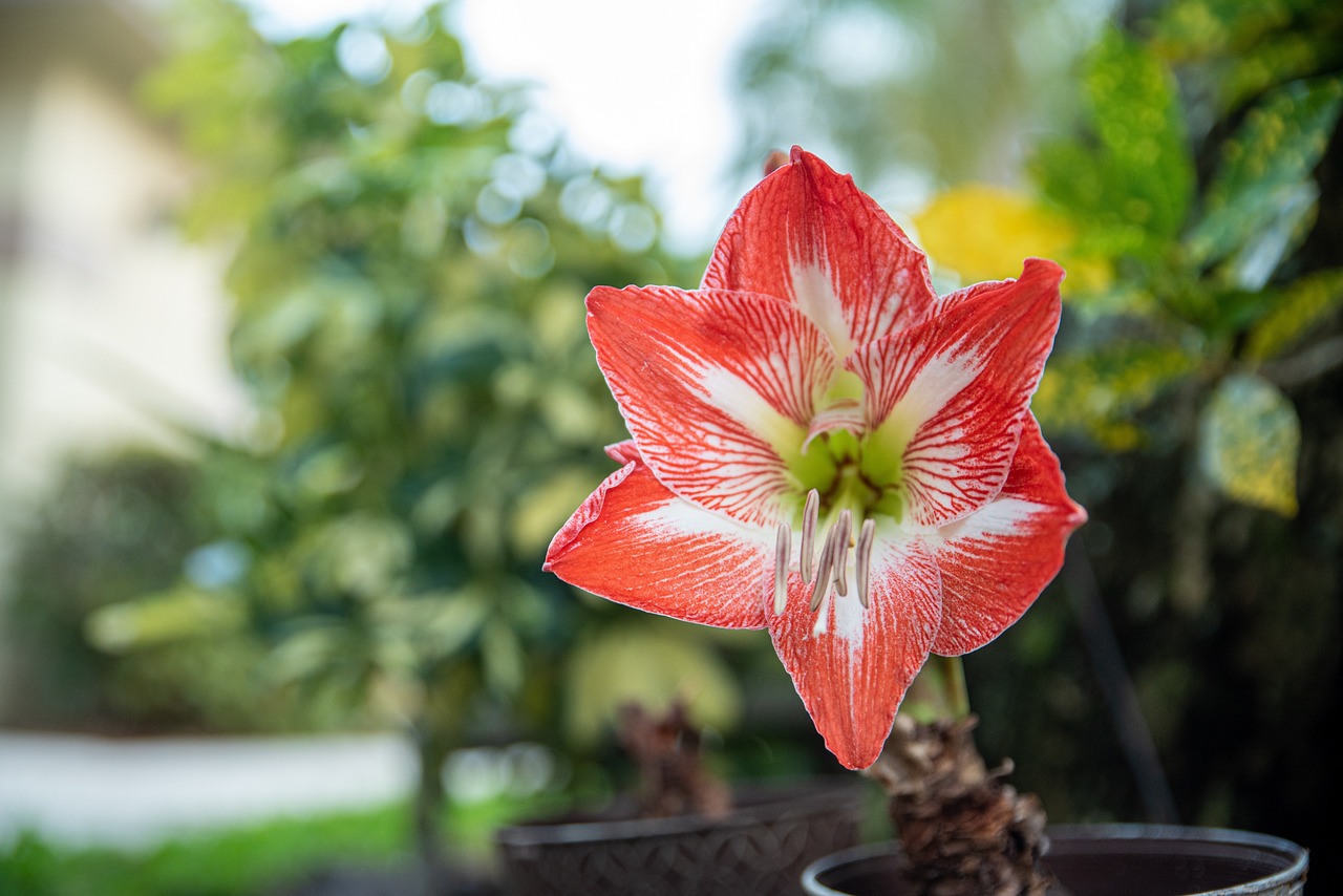 Can Amaryllis Stay Outside in Winter?