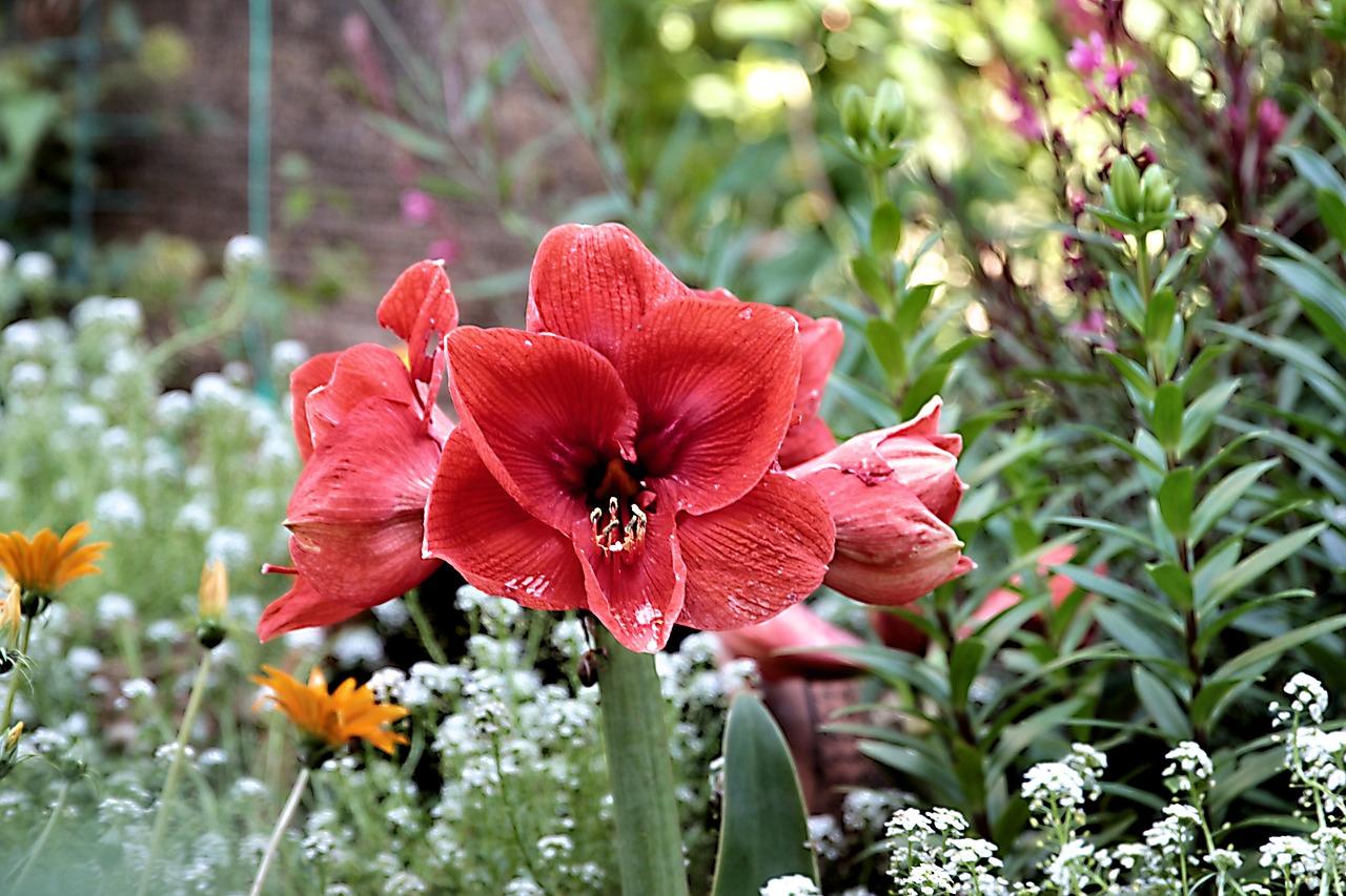 Can Amaryllis Be Planted Outside