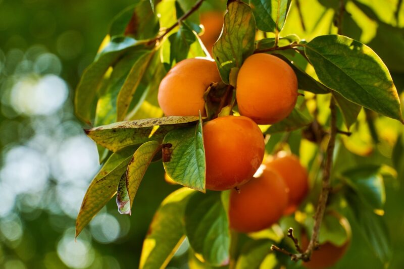 persimmons, persimmon tree, kaki fruit, italy, fruits, fruit tree, persimmons, persimmons, persimmons, persimmons, persimmon tree, persimmon tree, persimmon tree, persimmon tree, persimmon tree