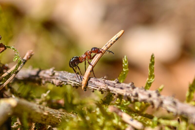 ant, beetle, insect, nature, biotope, macro, forest floor, pxclimate protection, close up, ant, ant, ant, ant, ant