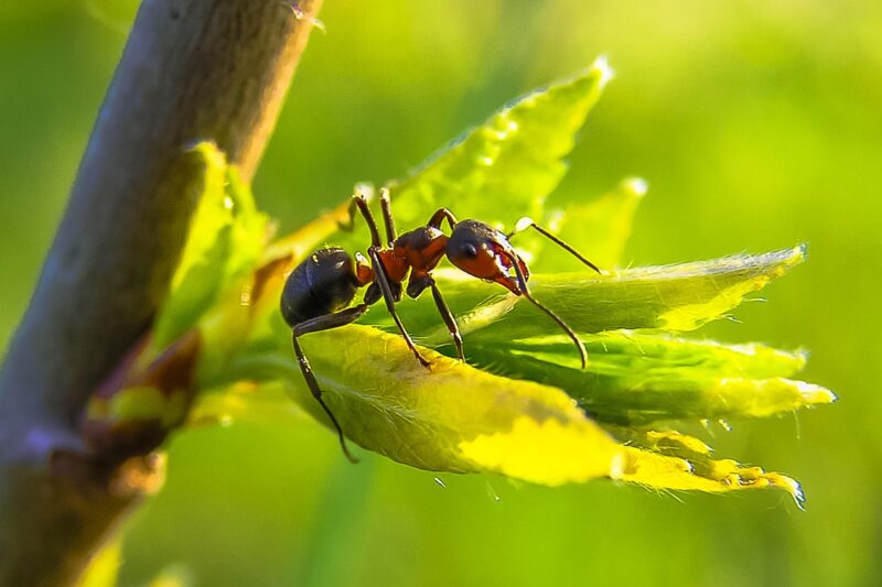 ant, nature, macro, ant, ant, ant, ant, ant