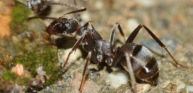 ant-large-insect-predator