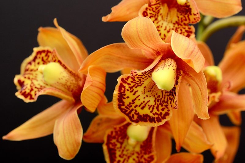 orchids, flowers, orange flowers