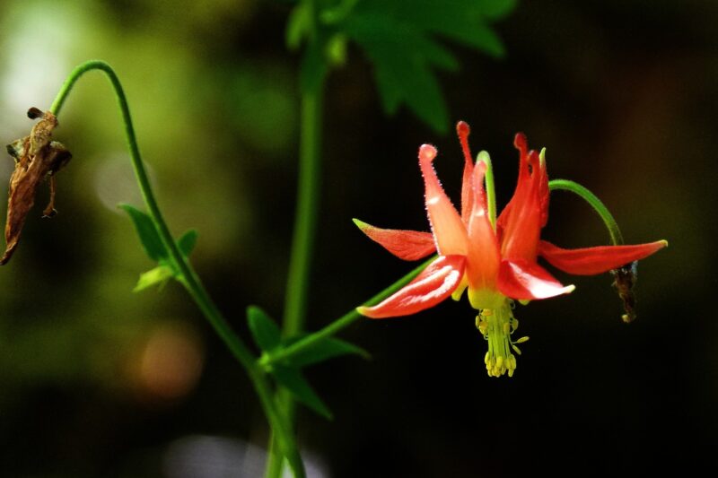 sitka columbine, crimson columbine, western columbine