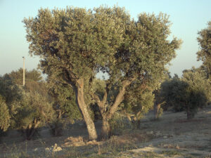 How To Grow Olive Trees