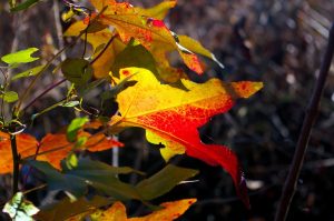 Fall Garden Vegetables for Arkansas