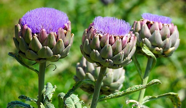 artichoke flower