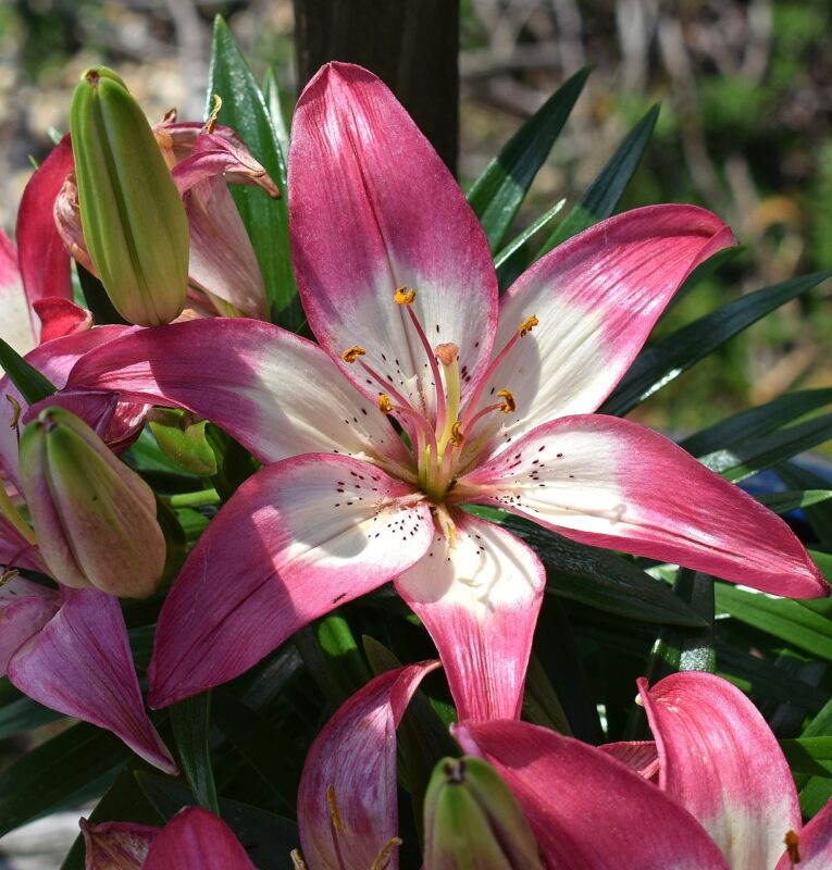 asiatic lily, flower, blossom