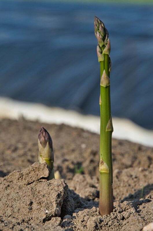 asparagus, asparagus field, green asparagus, agriculture, learned asparagus, vegetables, asparagus time, tarpaulin, food, nature, nourishment, healthy, meal, fields, asparagus cultivation, spring, rural, sunny, green, asparagus, asparagus, asparagus, asparagus, asparagus, asparagus field