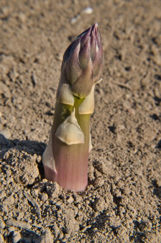 asparagus, asparagus field, green asparagus, agriculture, learned asparagus, vegetables, asparagus time, food, nature, nourishment, healthy, meal, fields, asparagus cultivation, spring, rural, sunny, green, asparagus, asparagus, asparagus, asparagus, asparagus