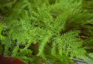 Propagating Asparagus Fern