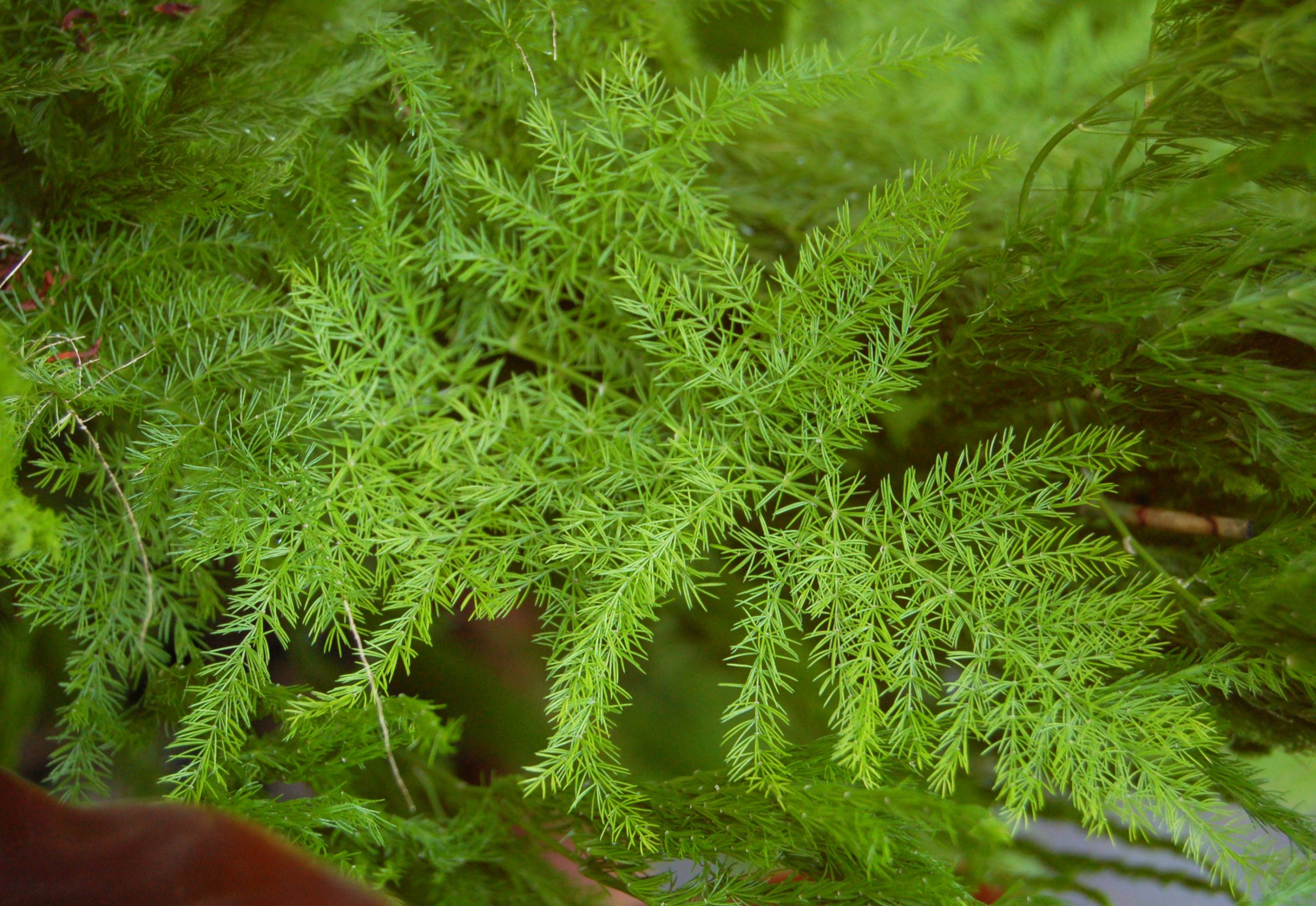 Asparagus Fern Asparagus setaceus