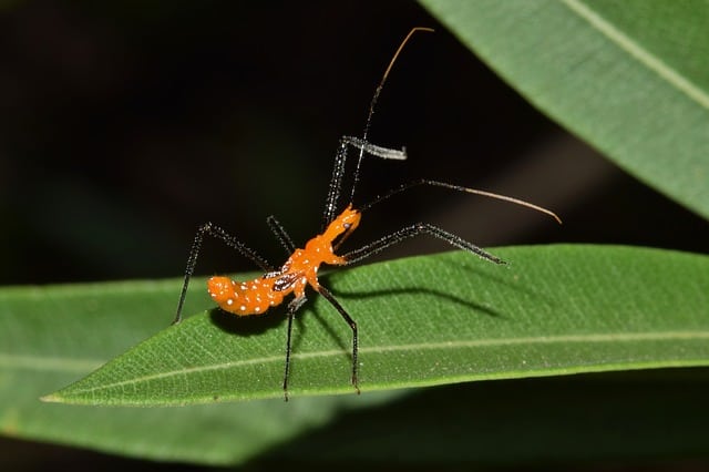 Assassin Bug Nymph on Lear