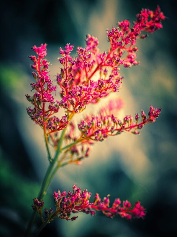 flower, botany, beautiful flowers, astilbe, prachtspiere, flower wallpaper, flower background, blossom, bloom, plant, nature, false spirea, growth