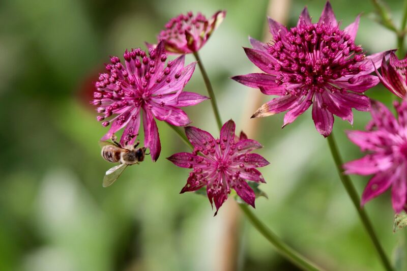 large astrantia, astrantia, inflorescences, honeybee, insect, pollinating, pollination, petals, pink