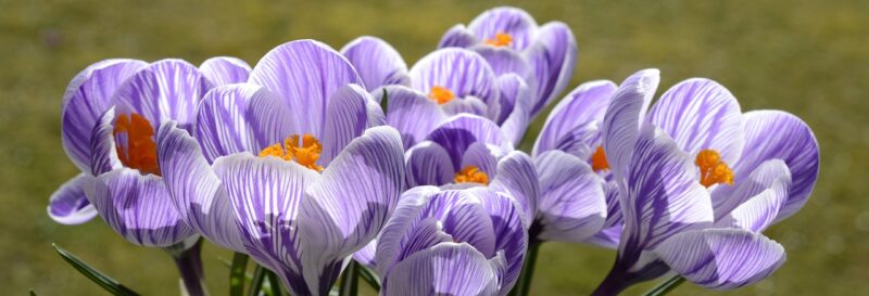 crocus, flower, spring