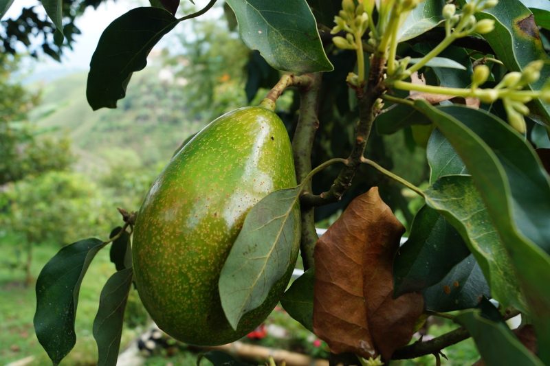 avocado, tree avocado, avocado