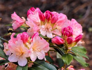 How To Grow Azaleas