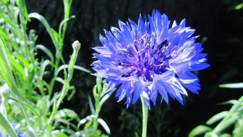 bachelor button, blue flower, garden