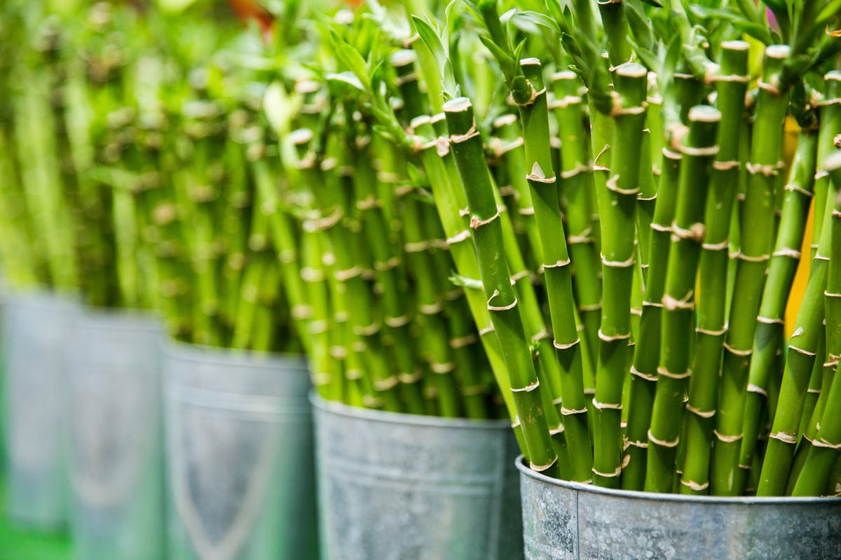 Propagating Bamboo