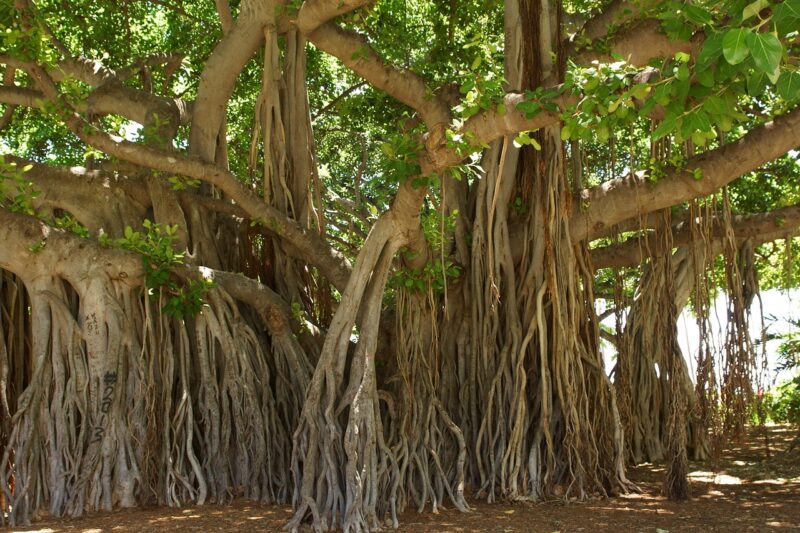 banyan tree, honolulu, hawaii