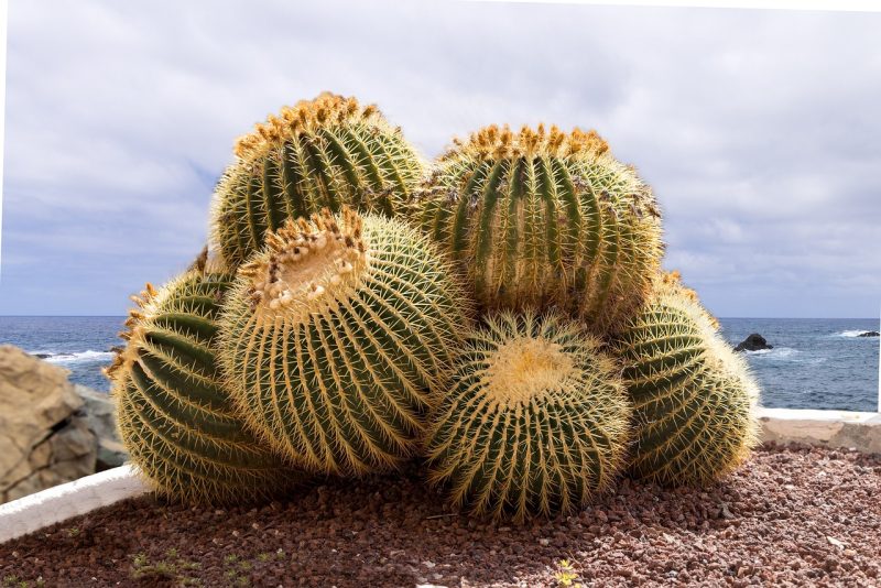 golden barrel cactus, cactus, plant