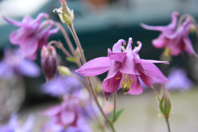 flowers, aqualegia, bishop's hat, garden, nature, epimedium, blossom, beautiful flowers, fairy, barrenwort, granny's bonnet, flora, epimedium, flower wallpaper, epimedium, epimedium, flower background, epimedium, epimedium, barrenwort, barrenwort, barrenwort, granny's bonnet