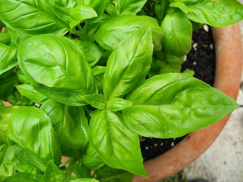 basil, nature, herb