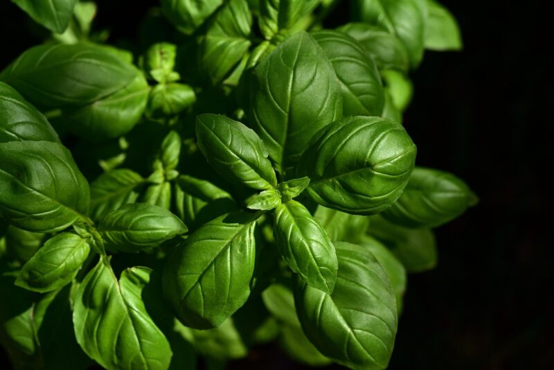 basil, herb, ingredient, leaves, aromatic, taste, culinary herbs, seasoning, kitchen, italy, nature, italian cooking, garden, fresh, growth